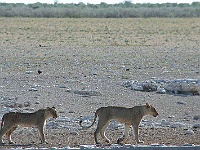 Mud Maps Africa Namibia 0673.JPG